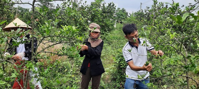 Thu nhập tiền tỷ từ việc trồng ‘Chanh’ lấy lá - Ảnh 3.