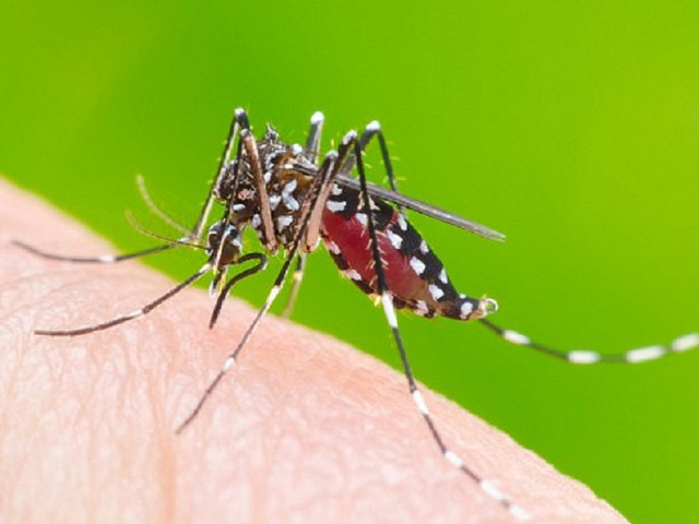 Những yếu tố khiến bạn 'hấp dẫn' loài muỗi - Ảnh 1.