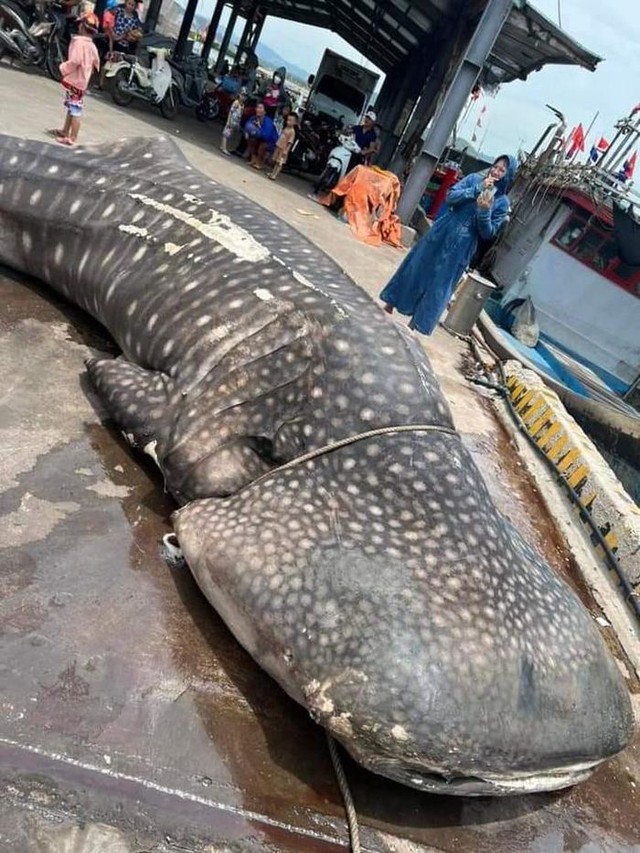Cá nhám voi nặng khoảng 2 tấn chết dạt vào bờ biển Nghệ An - Ảnh 1.