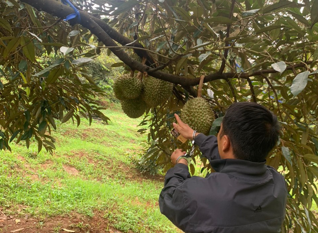 Đắk Nông: Bắt 2 nghi phạm cắt trộm 700 kg sầu riêng đang vào mùa thu hoạch - Ảnh 1.