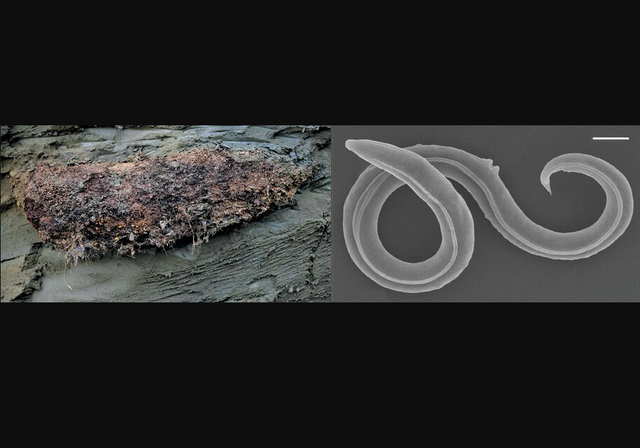 Phục sinh giun đũa 46.000 năm tuổi trong tầng băng vĩnh cửu Siberia - Ảnh 1.