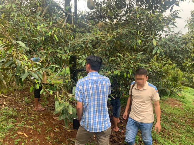 Đắk Nông: Bắt 2 nghi phạm cắt trộm 700 kg sầu riêng đang vào mùa thu hoạch - Ảnh 2.
