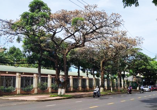 Đắk Lắk: Hàng loạt cây hoa sữa trên đường phố chết bất thường - Ảnh 2.