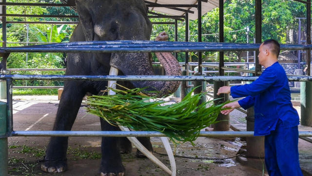 Thái Lan đòi lại voi sau 22 năm tặng Sri Lanka - Ảnh 1.