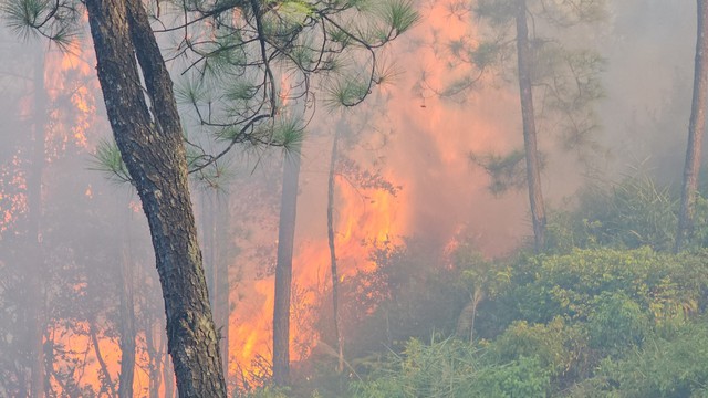 Thừa Thiên – Huế: Cháy lớn tại rừng thông đặc dựng 40 năm tuổi - Ảnh 1.