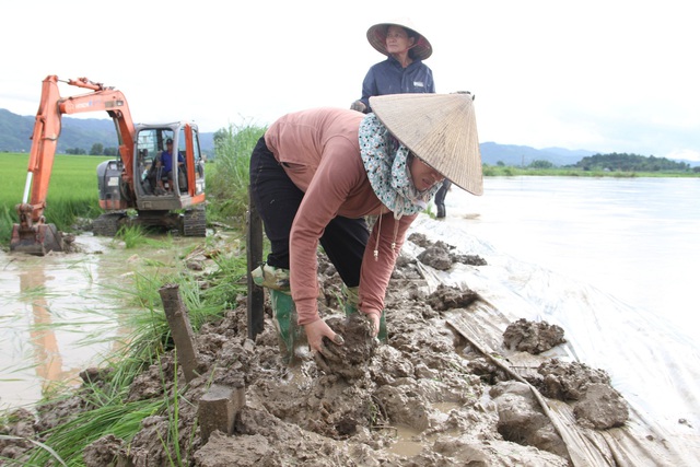 Nước lũ nhấn chìm hàng trăm ha lúa, dân dầm mình trong nước hộ đê - Ảnh 3.