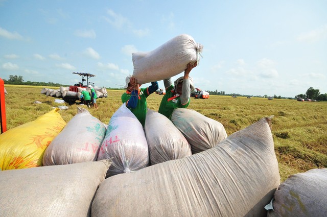 Giá gạo xuất khẩu cả Việt Nam và Thái Lan cùng tăng trở lại vì sao? - Ảnh 1.