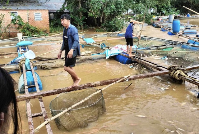 Đồng Nai: Hơn 2.000 tấn cà bè bị thiệt hại do mưa lũ - Ảnh 1.