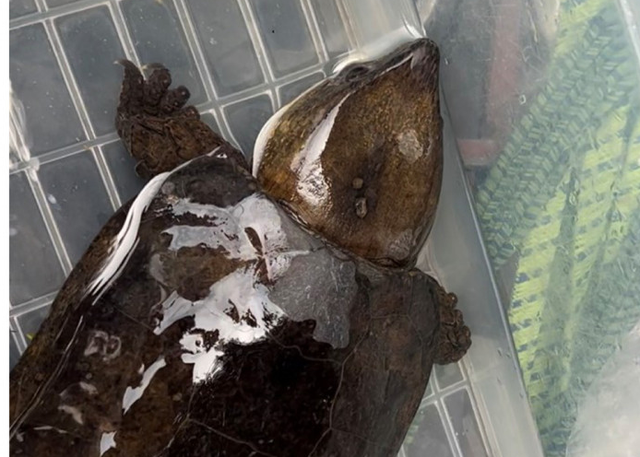 Quảng Ninh: Khởi tố đối tượng rao bán cá thể rùa đầu to trên Facebook  - Ảnh 1.