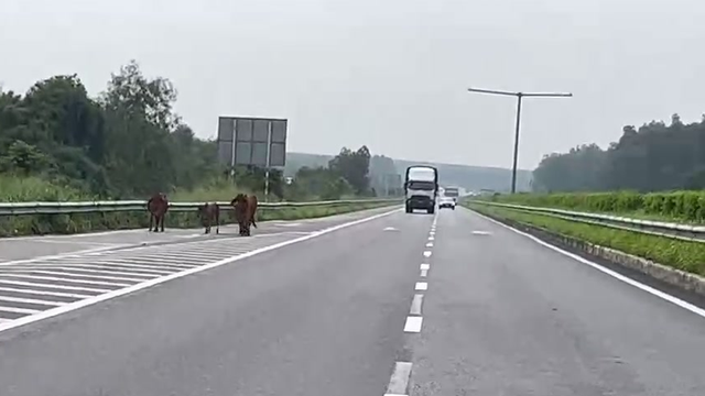 Hoảng hồn vì đàn bò lông nhông trên cao tốc TP.HCM – Long Thành – Dầu Giây - Ảnh 1.