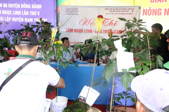 Chiêm ngưỡng những 'hoa hậu sâm Ngọc Linh' có giá cả trăm triệu 'đọ dáng' với nhau - Ảnh 4.