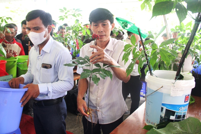 Chiêm ngưỡng những 'hoa hậu sâm Ngọc Linh' có giá cả trăm triệu 'đọ dáng' với nhau - Ảnh 8.