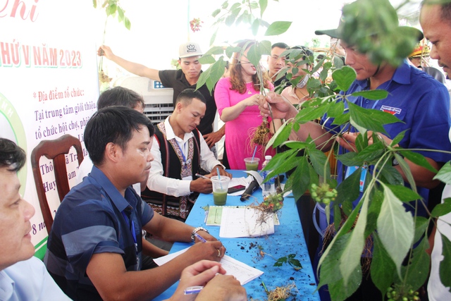 Chiêm ngưỡng những 'hoa hậu sâm Ngọc Linh' có giá cả trăm triệu 'đọ dáng' với nhau - Ảnh 6.