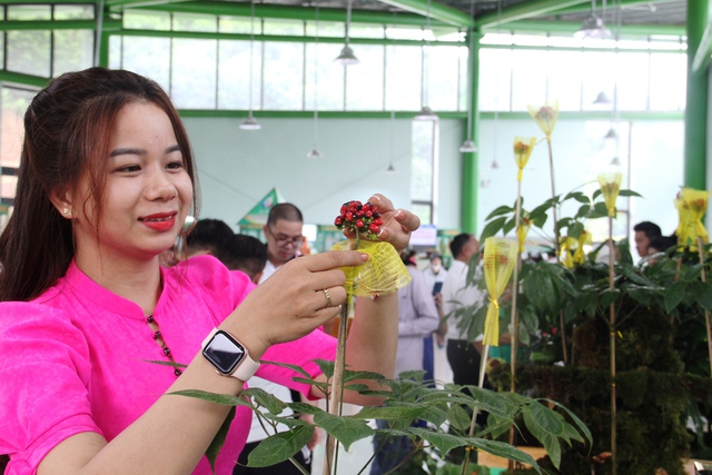 Chiêm ngưỡng những 'hoa hậu sâm Ngọc Linh' có giá cả trăm triệu 'đọ dáng' với nhau - Ảnh 5.