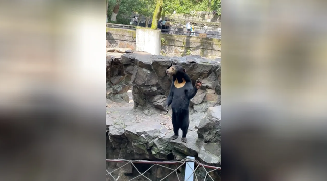 Sở thú Trung Quốc bác tin đồn cho người đóng giả gấu chó - Ảnh 1.