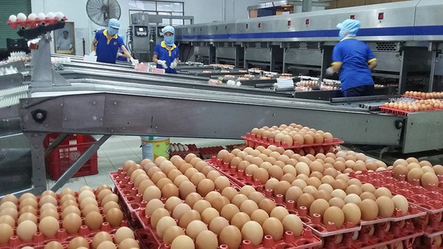Sau 4 năm bị cấm, trứng gia cầm Việt Nam được xuất khẩu sang Hồng Kông - Ảnh 1.