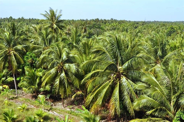 Việt Nam có thể xuất khẩu dừa tươi ngay lập tức sang Mỹ  - Ảnh 1.