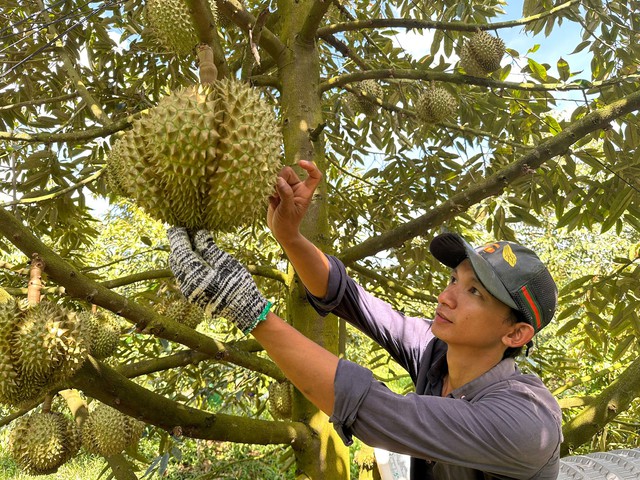 Siết chất lượng trái cây xuất khẩu sang Trung Quốc - Ảnh 2.