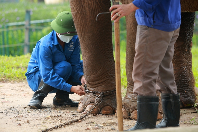 Vườn thú Hà Nội tháo xích chân cho 2 con voi - Ảnh 2.