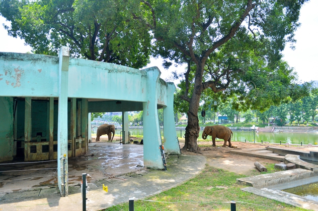 Vườn thú Hà Nội tháo xích chân cho 2 con voi - Ảnh 1.