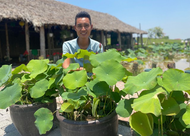 Chàng trai kiếm 100 triệu đồng/tháng nhờ trồng sen trong chậu - Ảnh 1. Chàng trai kiếm 100 triệu đồng/tháng nhờ trồng sen trong chậu - Ảnh 1.