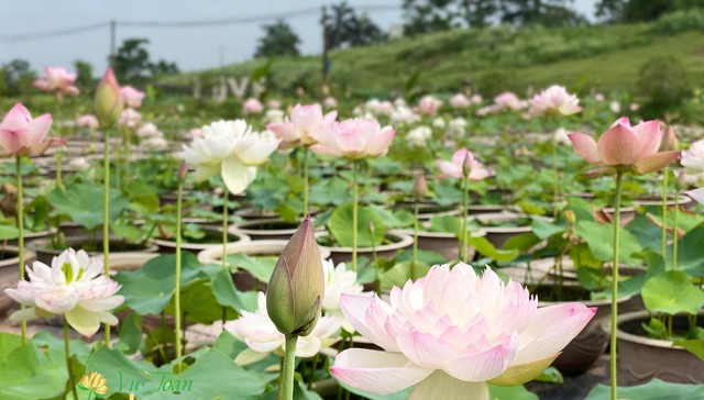 Chàng trai kiếm 100 triệu đồng/tháng nhờ trồng sen trong chậu - Ảnh 2.