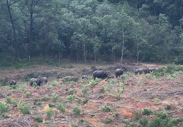 Đàn trâu hoang 30 con ở Quảng Trị phá cây rừng, tấn công người - Ảnh 1.