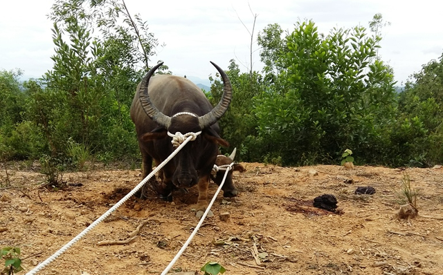 Đàn trâu hoang 30 con ở Quảng Trị phá cây rừng, tấn công người - Ảnh 2.