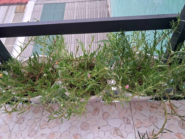 Ban công nhỏ xíu xiu tầng 4, 'trợ thủ thần kỳ' tiết kiệm điện của tôi - Ảnh 2. Ban công nhỏ xíu xiu tầng 4, 'trợ thủ thần kỳ' tiết kiệm điện của tôi - Ảnh 2.