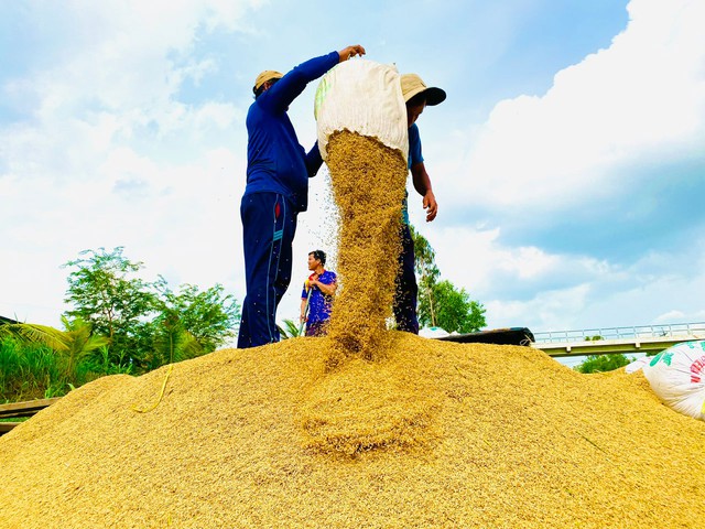 Giá gạo Việt đứng đầu thế giới  - Ảnh 1.