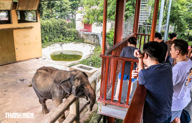 Voi ở Thiên Đường Bảo Sơn bị xích, nhốt trong chuồng là 'không thể chấp nhận được'  - Ảnh 4.