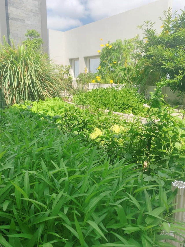 Bí quyết trồng rau trên sân thượng ở TP.HCM khiến nhiều người mơ ước - Ảnh 4.