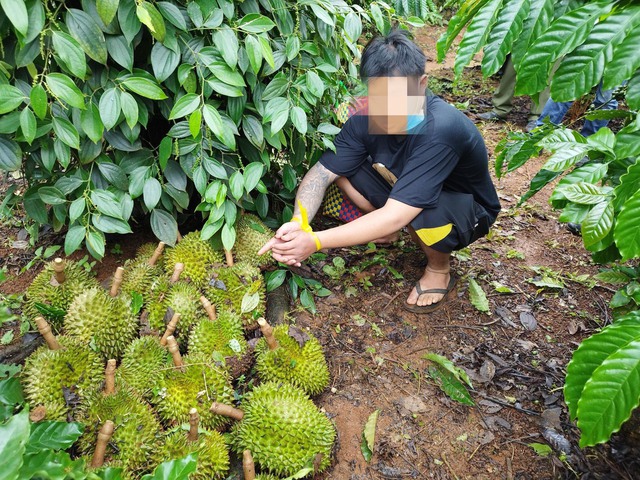 Đắk Nông: Bắt 2 nghi phạm lợi dụng trời mưa để cắt trộm 100 kg sầu riêng - Ảnh 1.