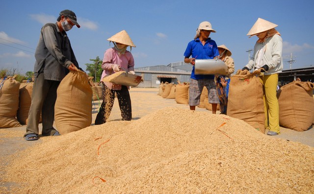 Gạo Việt có nên chạy đua sản lượng? - Ảnh 1.