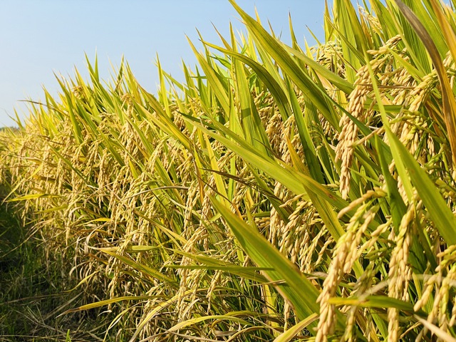 Gạo Việt tăng giá, Philippines xem xét giảm thuế nhập khẩu gạo - Ảnh 1.