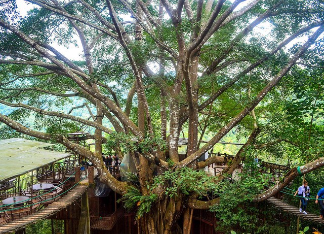 Khám phá những quán cà phê xanh mướt đẹp như khu vườn cổ tích tại Thái Lan - Ảnh 6.