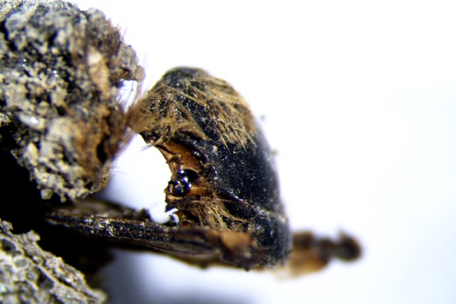 Ong xác ướp từ thời Vua Solomon được tìm thấy ở Bồ Đào Nha - Ảnh 1.