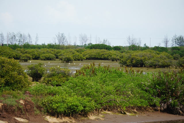  Hệ sinh thái phát triển phong phú tại khu bảo tồn thiên nhiên Tiền Hải - Ảnh 2.