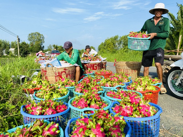 Đến lúc thanh long phải chuyển hướng ?  - Ảnh 1.