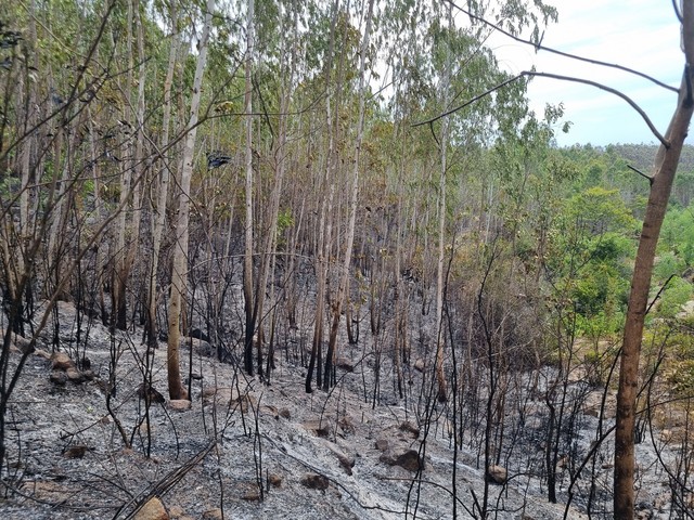 Phú Yên: Cháy rừng sản xuất kéo dài hơn 24 giờ gây thiệt hại lớn - Ảnh 1.