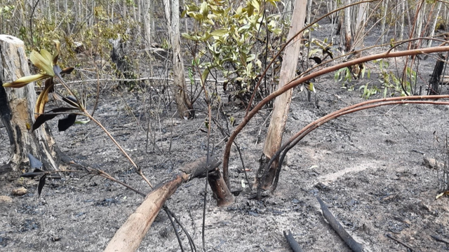 Phú Yên: Cháy rừng sản xuất kéo dài hơn 24 giờ gây thiệt hại lớn - Ảnh 2.