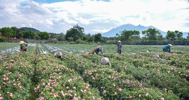 'Quay xe' làm nông dân, chàng đạo diễn thu 'trái ngọt' - Ảnh 2.