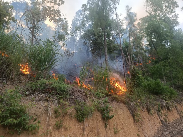 Thừa Thiên – Huế: Điều tra nguyên nhân vụ cháy 4 hecta rừng phòng hộ - Ảnh 1.