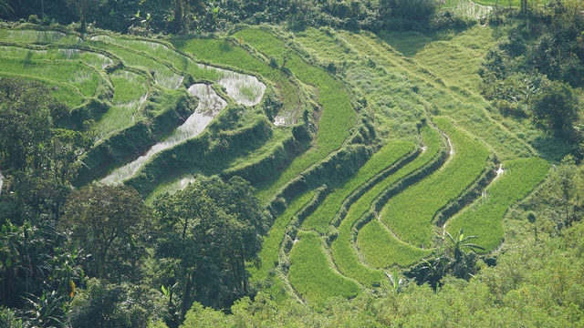 Ruộng bậc thang ở Bùi Hui