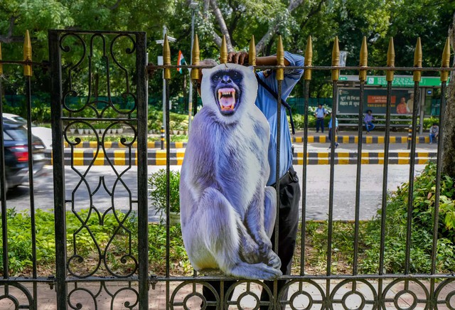 Ấn Độ thuê đội ngũ giả voọc xua khỉ dữ để bảo vệ hội nghị G20 - Ảnh 1.