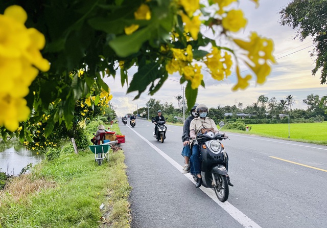 Đường hoa 400 cây hoàng yến nở rực rỡ thu hút bạn trẻ - Ảnh 4.