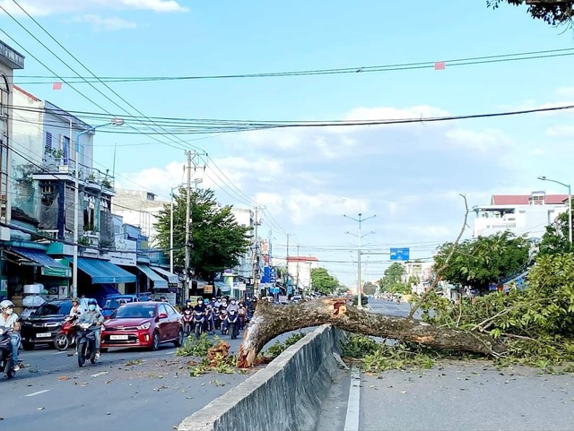 Khánh Hòa: Cây di sản Dầu Đôi bị gãy một nhánh lớn, văng ngang đường - Ảnh 1.