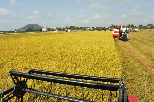 Nguồn cung siết chặt, giá gạo có thể tăng đến mức nào? - Ảnh 1.