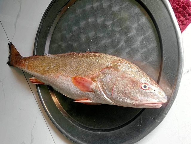 Ngư dân bắt được cá được cho là cá sủ vàng trên vùng biển Đà Nẵng - Ảnh 2.
