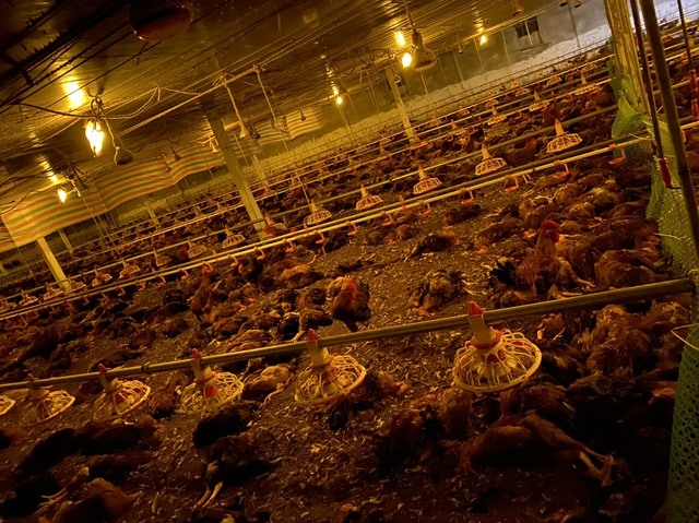 Trang trại chết 8.000 con gà do sốc nhiệt, xã kêu gọi người dân 'giải cứu' - Ảnh 1.